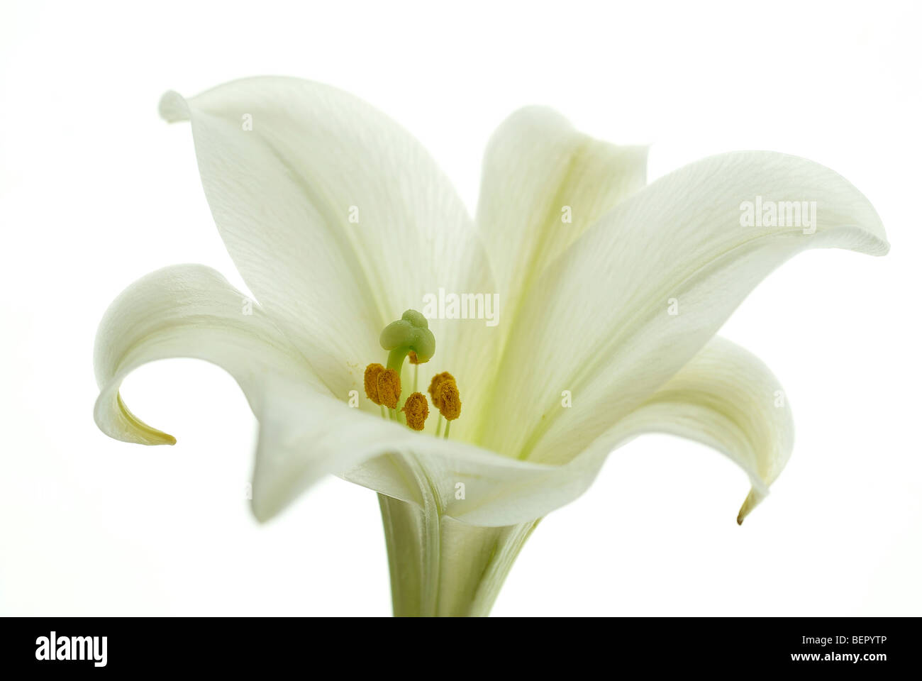St joseph lily fotografías e imágenes de alta resolución - Alamy