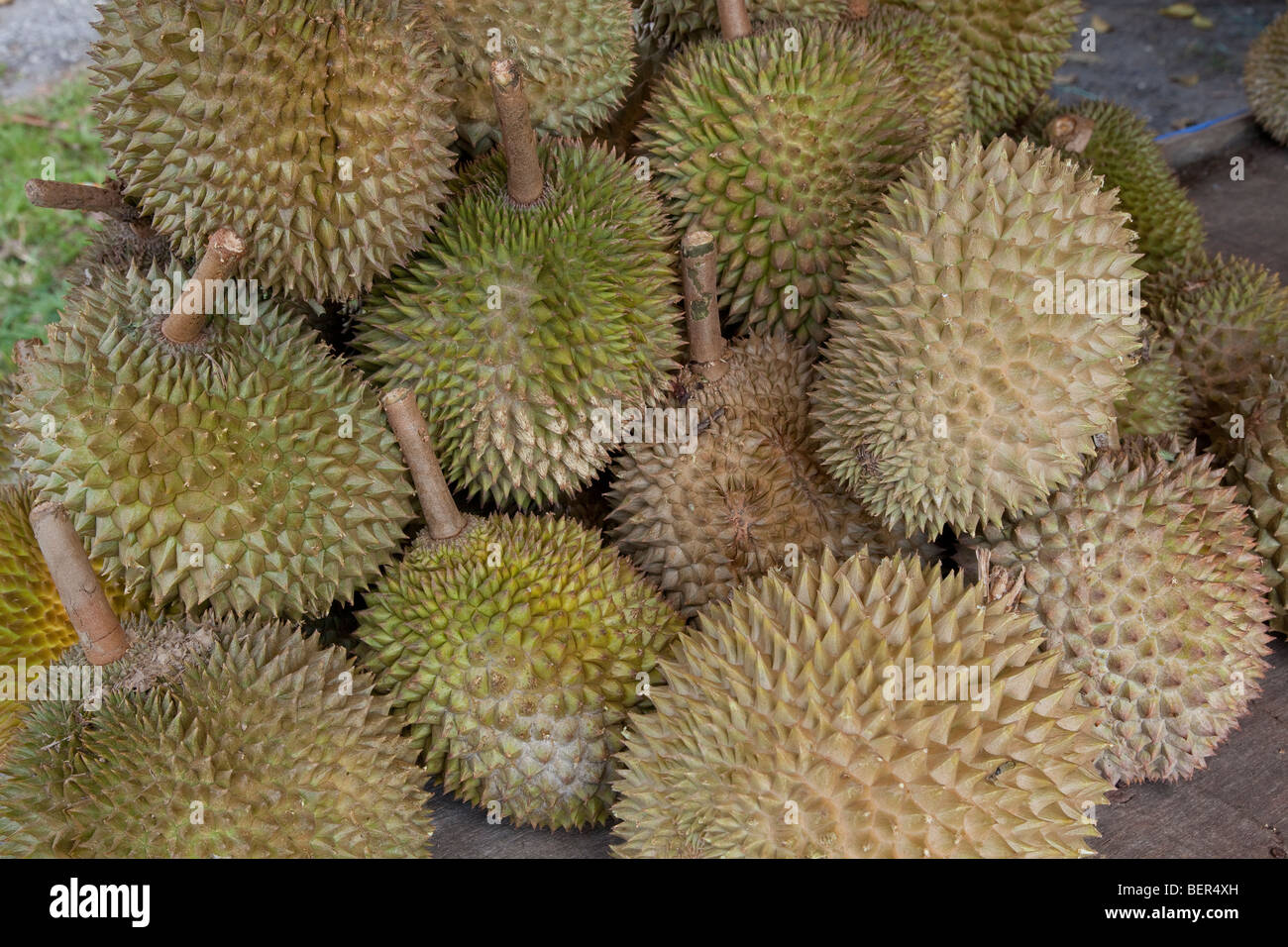 Frutas Durian Durio zibethinus en venta en carretera, Malasia Foto de stock
