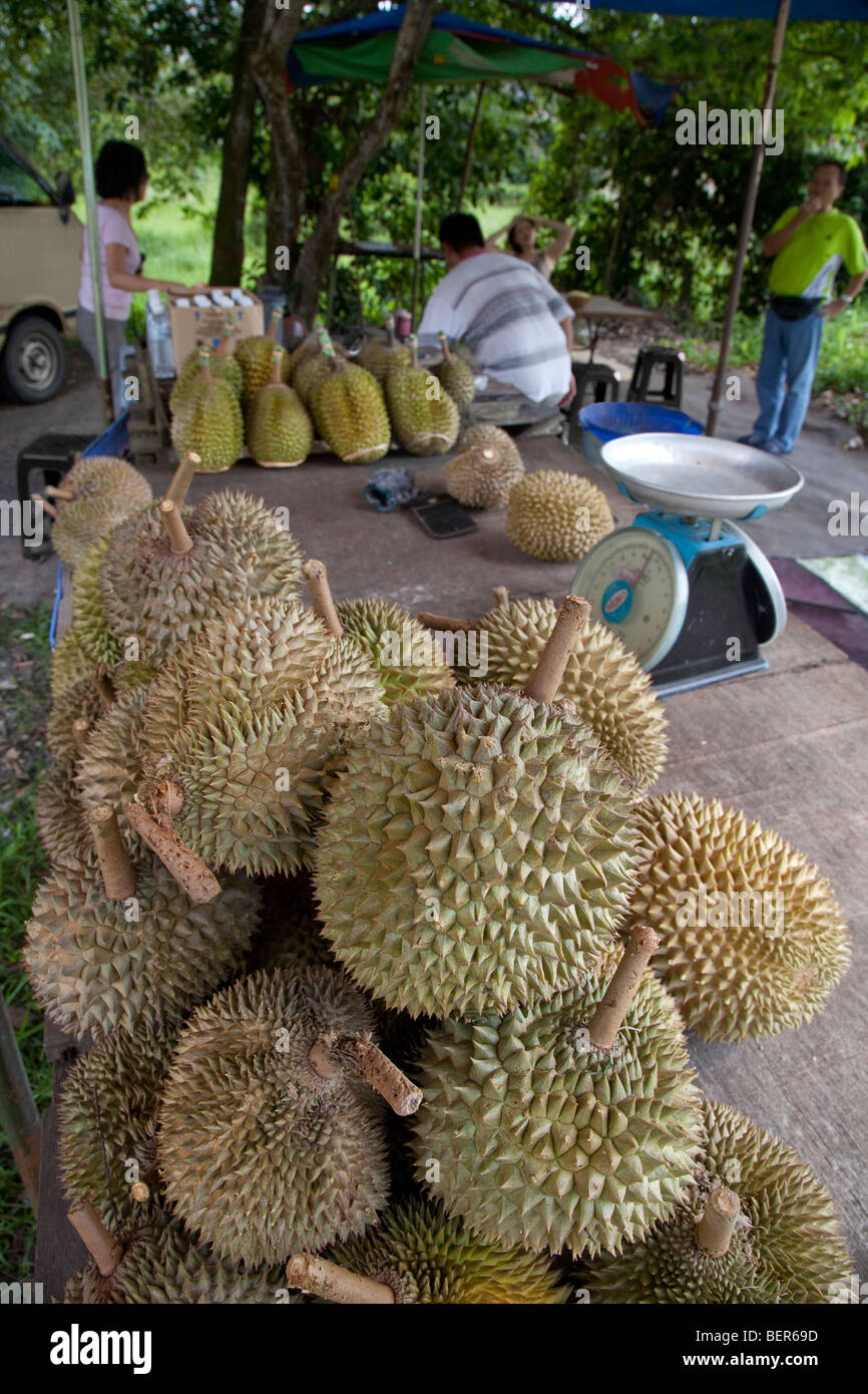 Frutas Durian Durio zibethinus en venta en carretera, Malasia Foto de stock