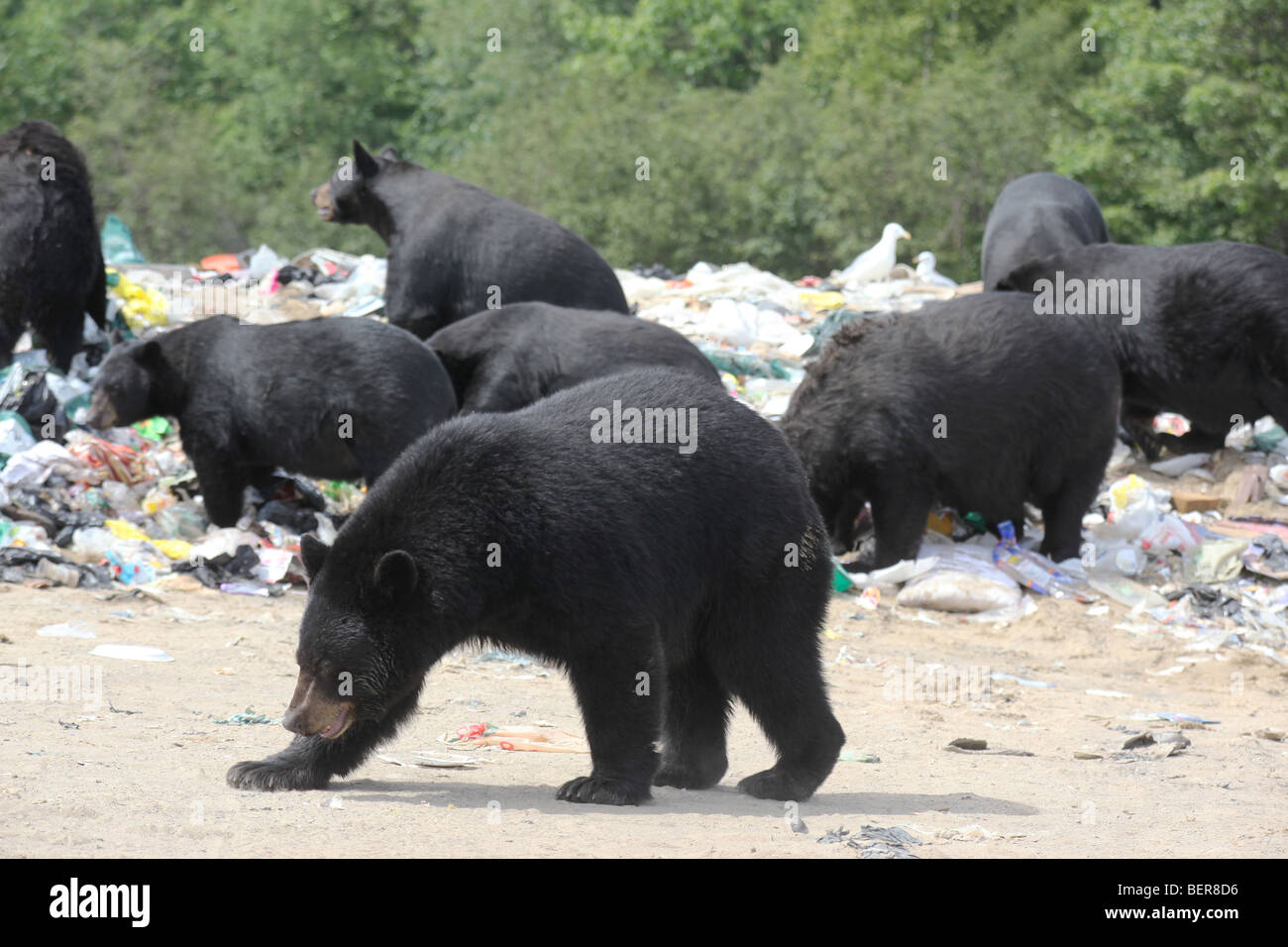 osos negros Foto de stock