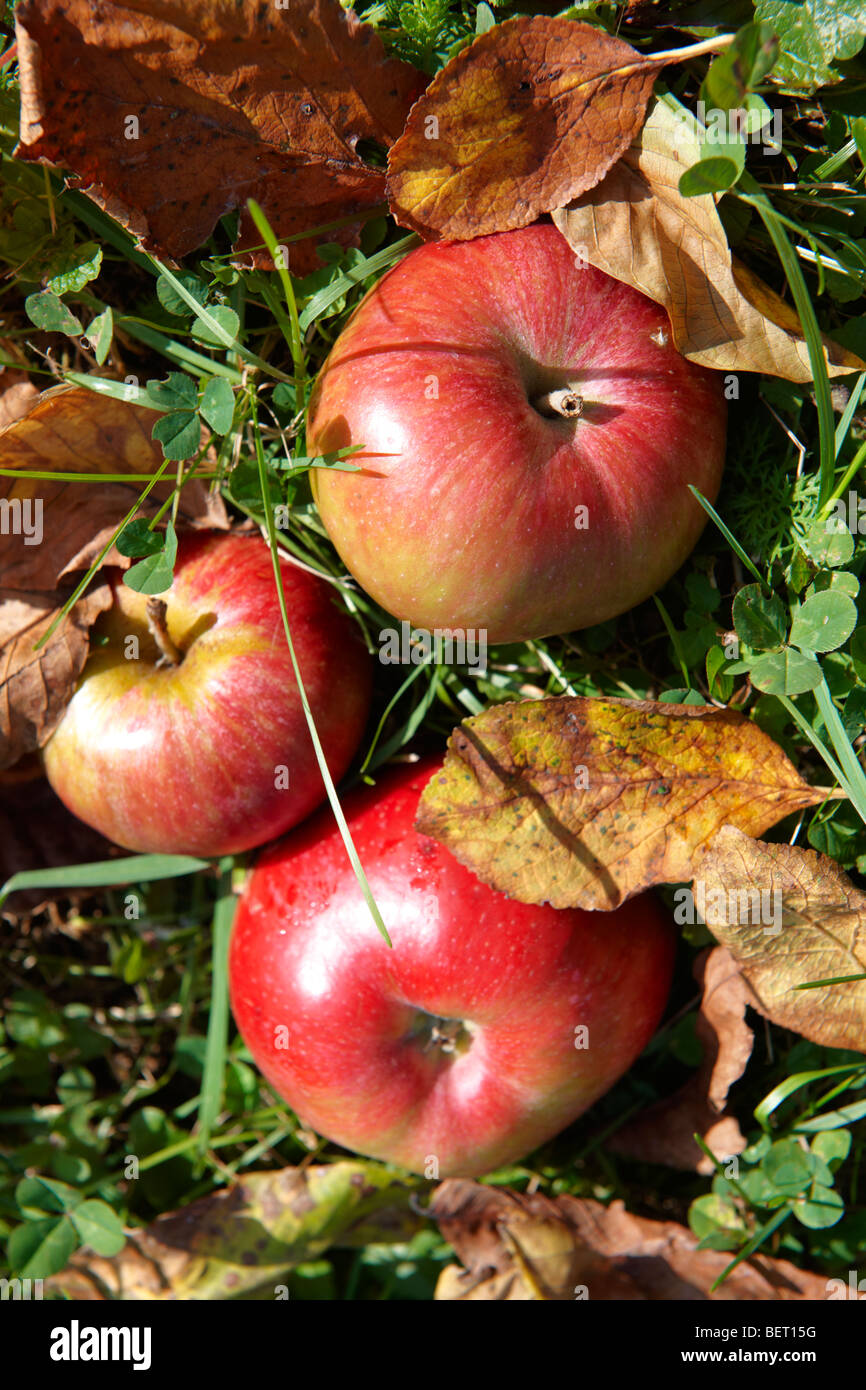 Caído el otoño manzanas rojas en un huerto de manzanas Foto de stock