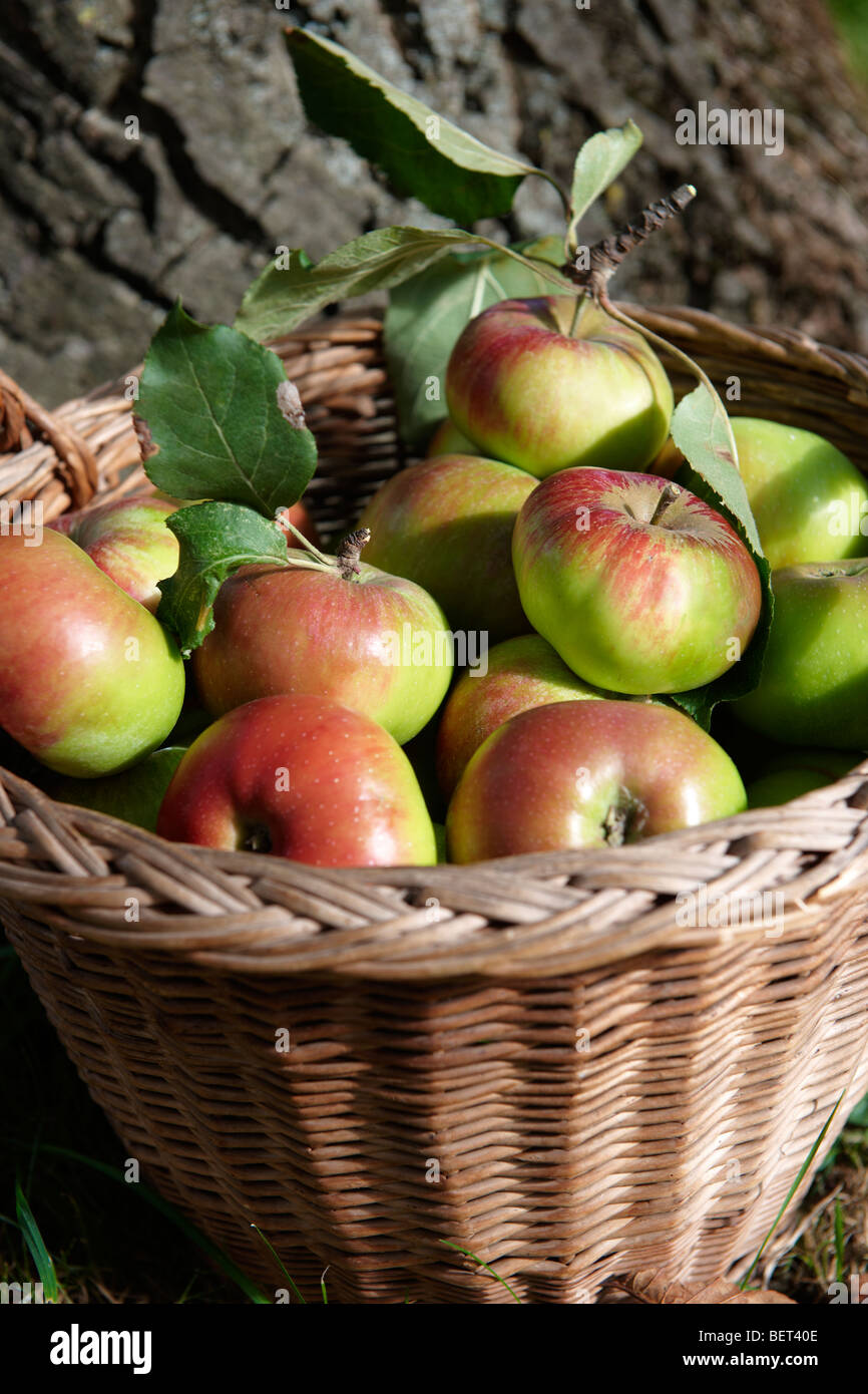 Orgánicos frescos manzanas cosechadas en una cesta en un huerto de manzanas Foto de stock