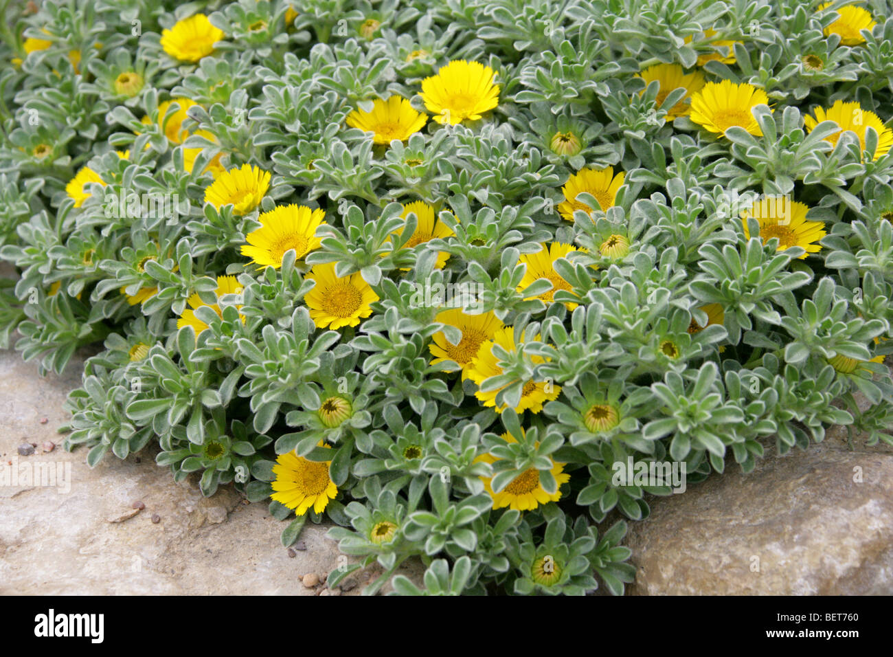 Alfombras tunecinas, moneda de oro playa mediterránea o Daisy, Asteriscus maritimus (Bubonium maritimum), Asteraceae, Túnez, África. Foto de stock