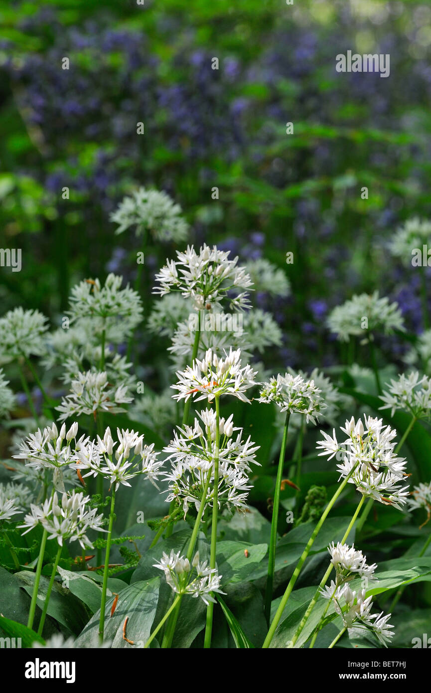 / Ramsons ajo silvestre (Allium ursinum) y Campanillas (Scilla non-scripta / Endymion nonscriptus) en flor en Spring Forest, REINO UNIDO Foto de stock