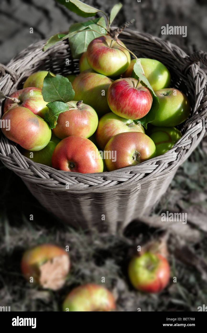 Orgánicos frescos manzanas cosechadas en una cesta en un huerto de manzanas Foto de stock