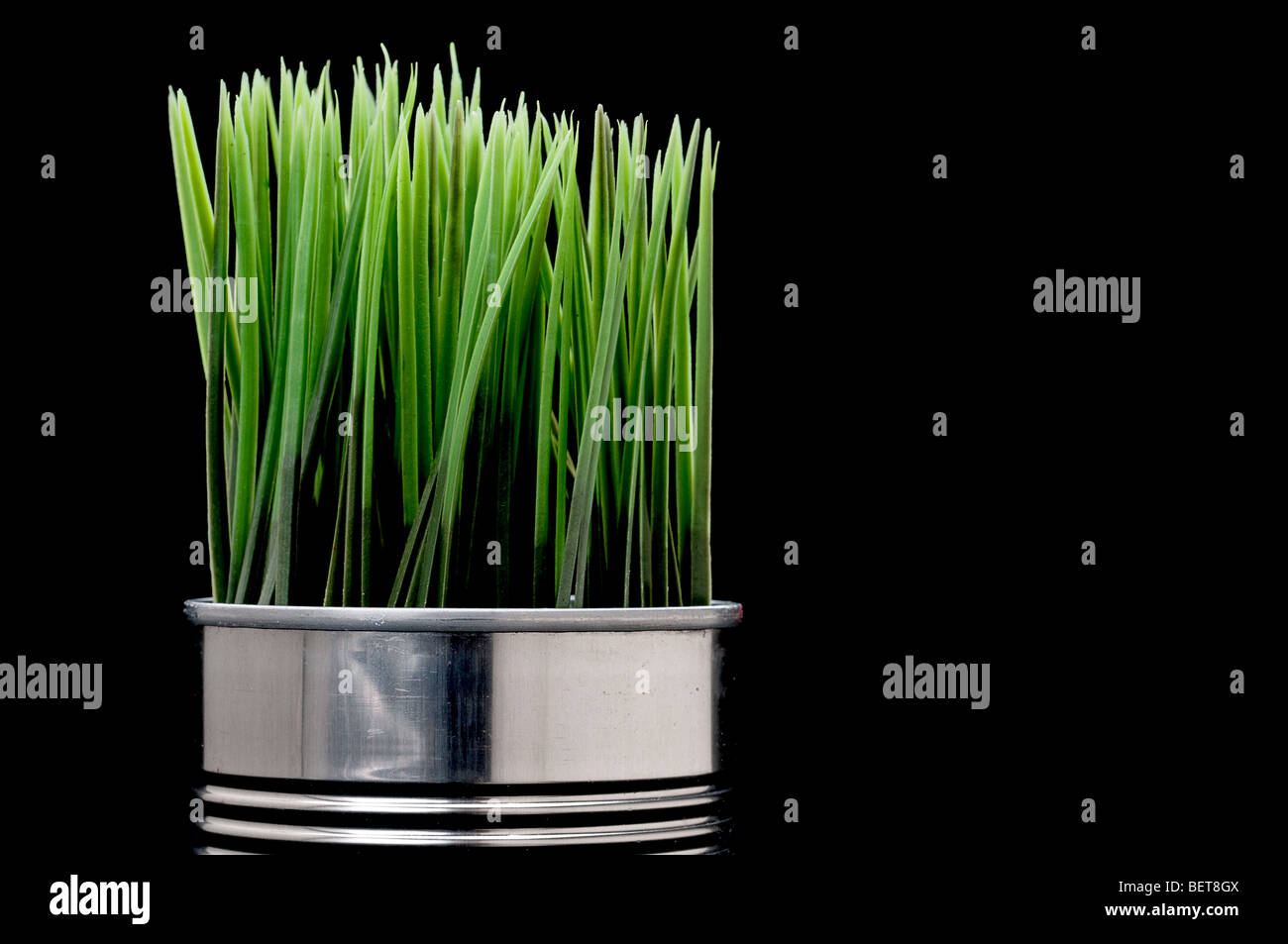 La pasto verde creciendo de una lata de aluminio reciclado Foto de stock