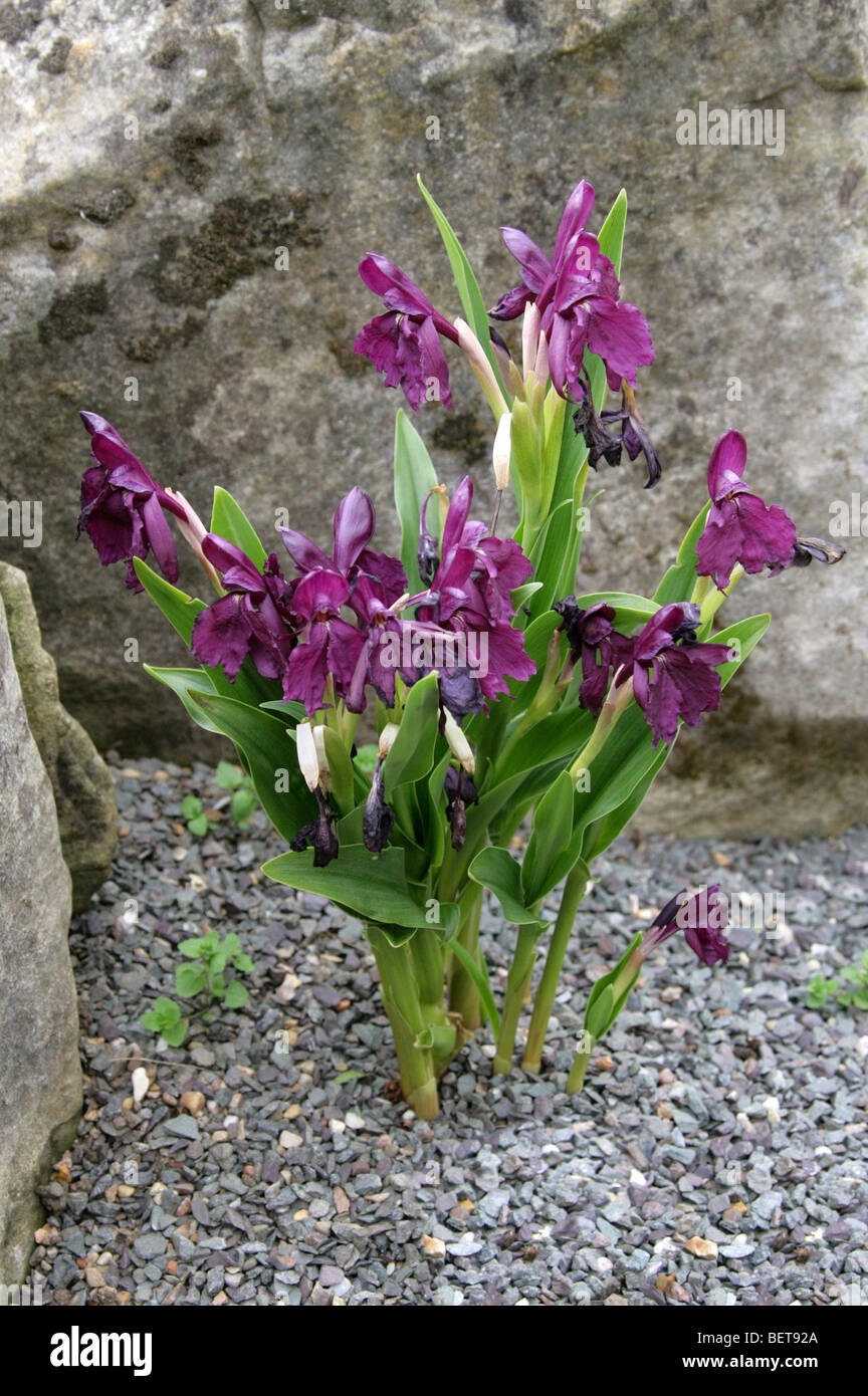 Roscoea wardii, Zingiberaceae, China, Assam, Birmania, Asia Foto de stock