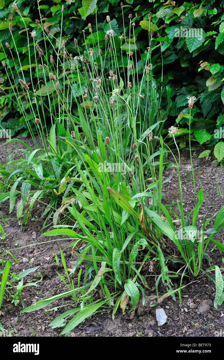 Llantén menor / Inglés llantén (Plantago lanceolata) Foto de stock