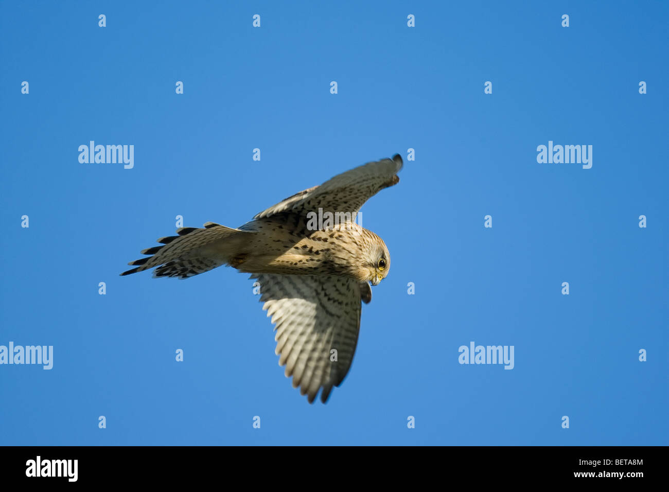 Cernícalo común (Falco tinnunculus) hembra adulta flotando mientras caza Foto de stock