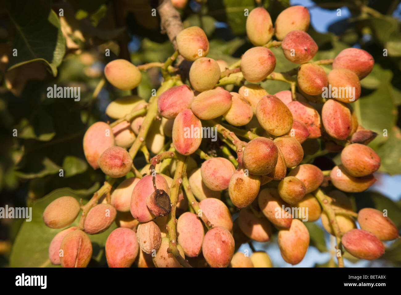 Los pistachos madurando en la rama ' Foto de stock
