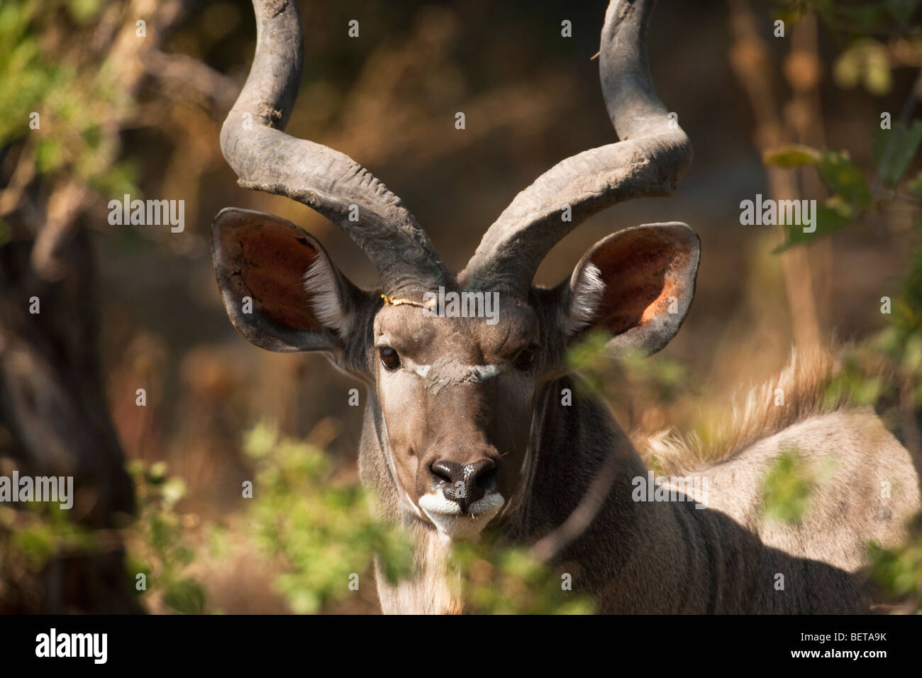 Cerrar Headshot de alerta escuchando hermoso macho Kudu en permanente luz solar abierto fondo forestal, grandes cuernos curvos en espiral, el contacto ocular, Botswana Foto de stock