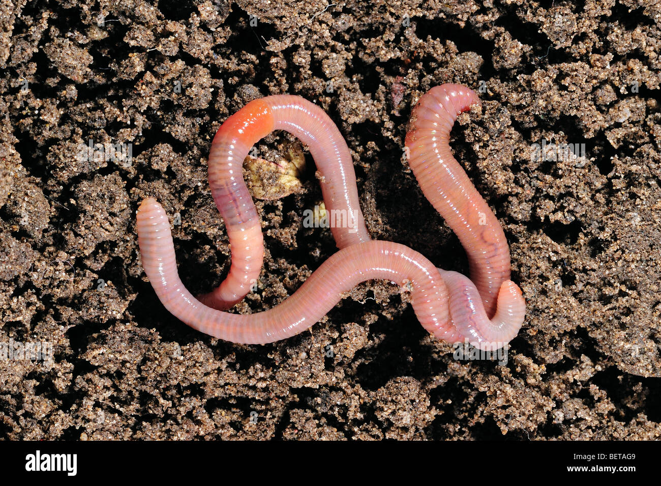 Dos lombrices gusanos comunes / lob (Lumbricus terrestris) arrastrándose por el suelo en el jardín Foto de stock