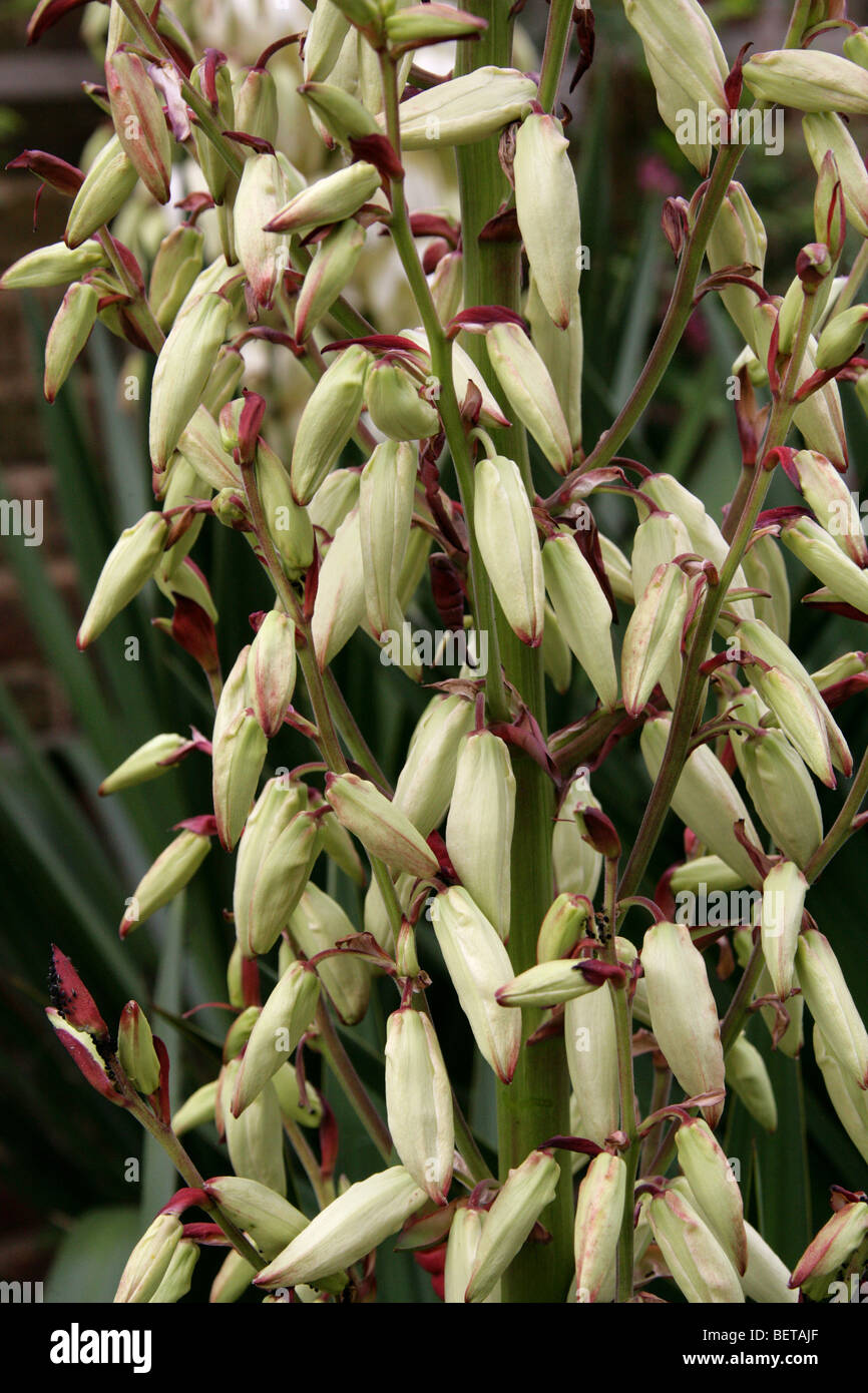 La yuca "Vittorio Emmanuel" (Yucca aloifolia Yucca recurvifolia x purpurea), Agavaceae Foto de stock