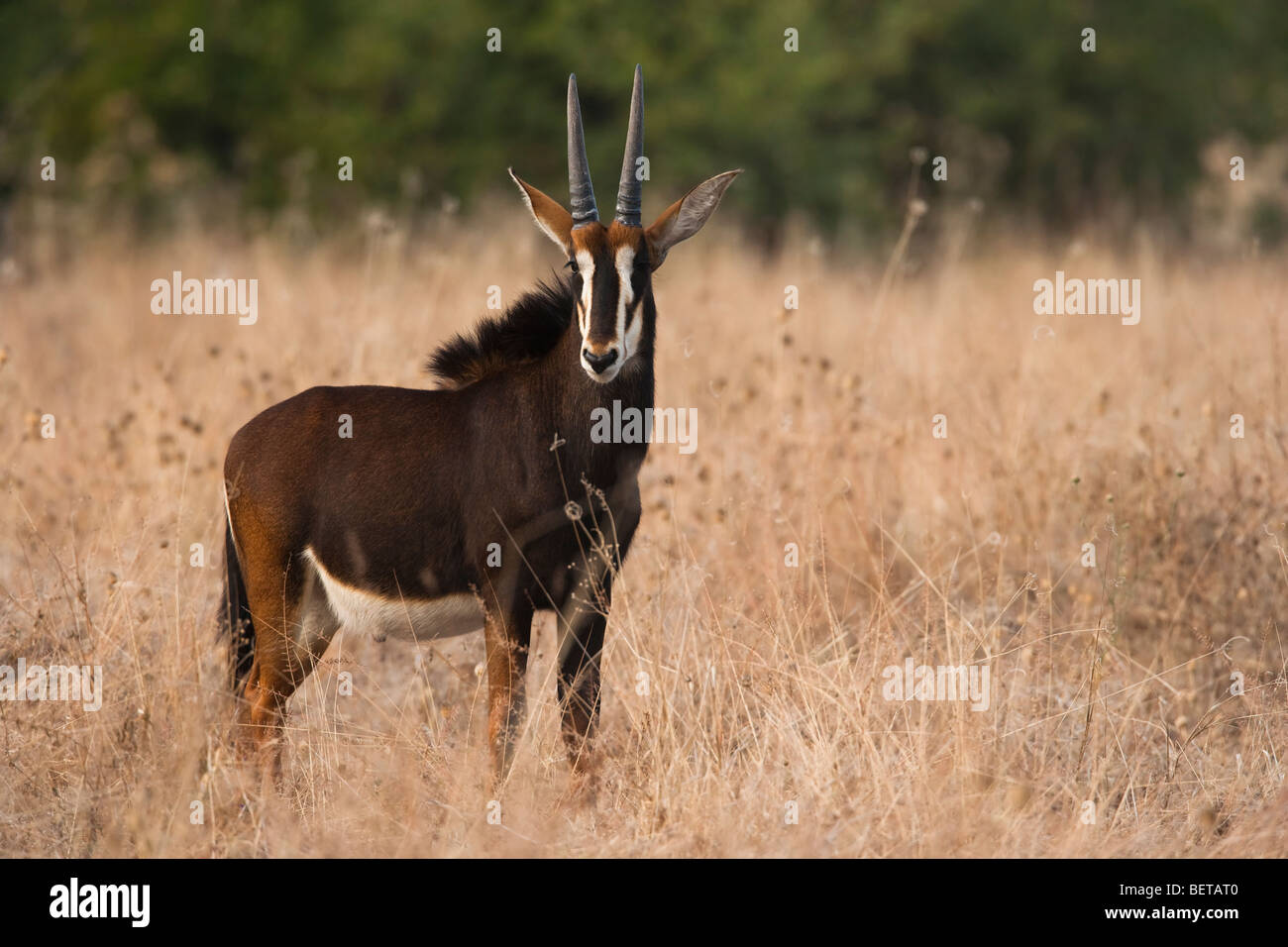 Bebé sable antelope frente perfil en campo abierto de los altos pastos secos, contacto visual, luz cálida, Botswana safari vista, región del Delta del Okavango Foto de stock