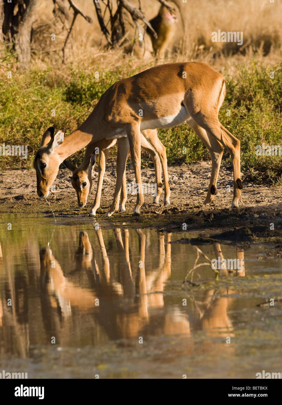 Detener la acción close-up baby & madre Impala interrumpido al beber en Waters Edge, reflejo de espejo, follaje verde fondo Okavango, Botswana, África Foto de stock