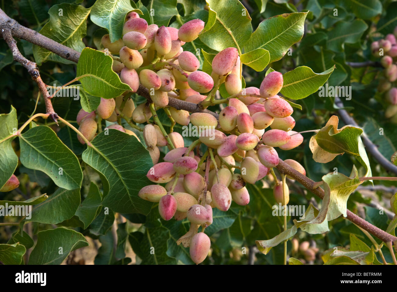 Los pistachos madurando en la rama . Foto de stock