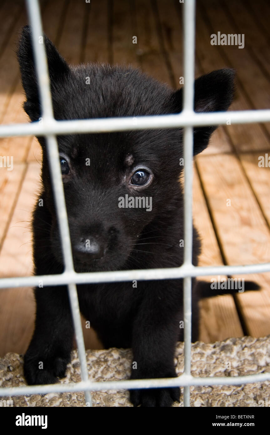 perro tras las rejas Fotografía de stock - Alamy
