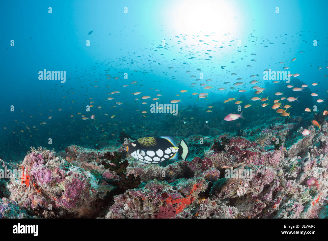 Ballesta payaso Balistoides conspicillum en Arrecife, Arrecife, Medhu Faru, South Male Atoll, Maldivas Foto de stock