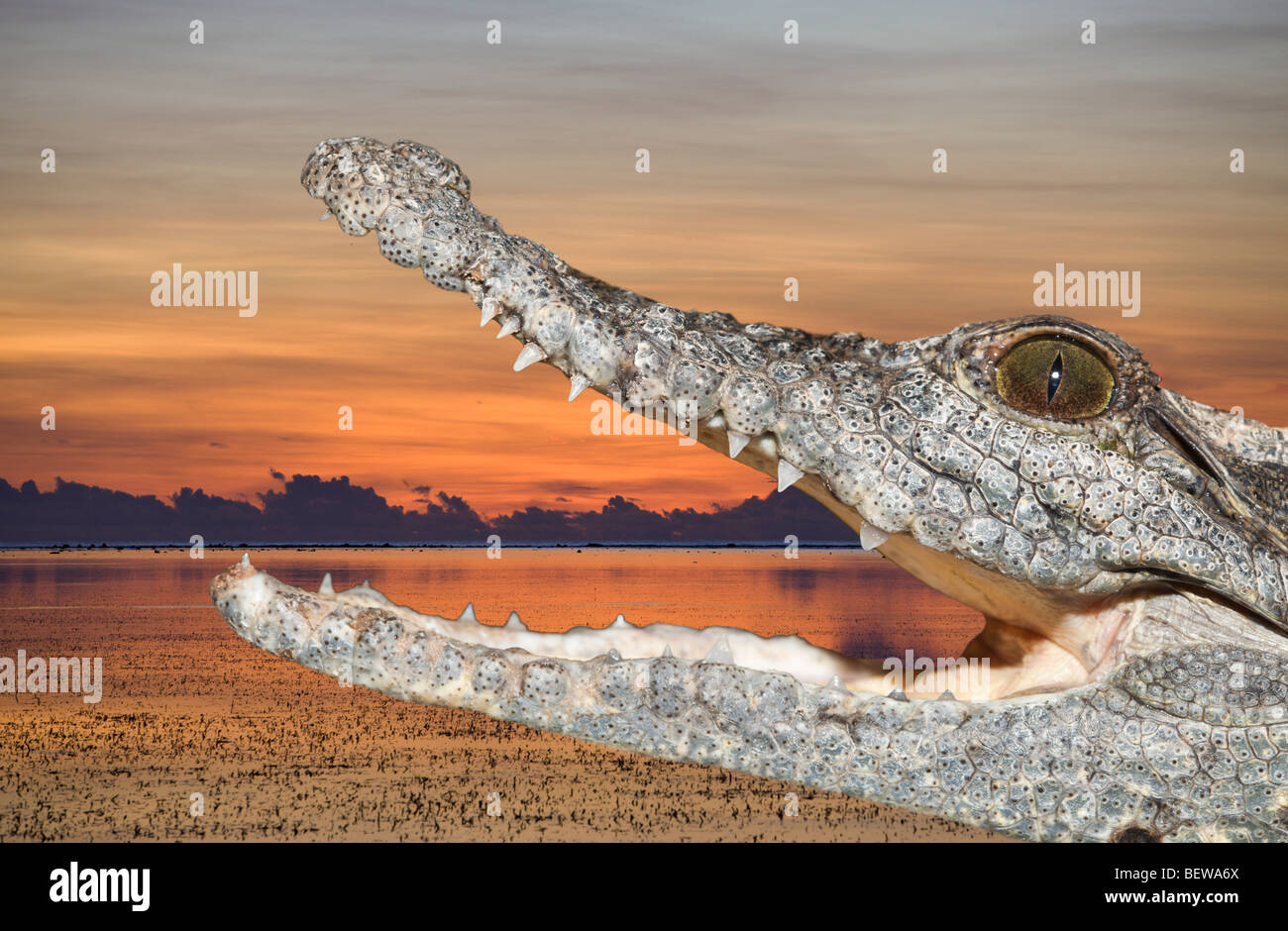 El cocodrilo del Nilo, Crocodylus niloticus, Asuán, Egipto Foto de stock
