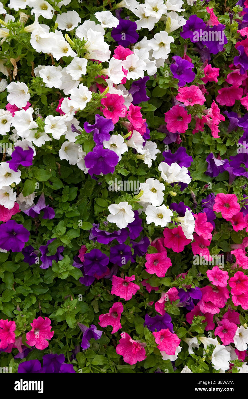 Primer plano de flores mixtas de color púrpura rosa y flores blancas petunia plantas de flores Petunias Foto de stock
