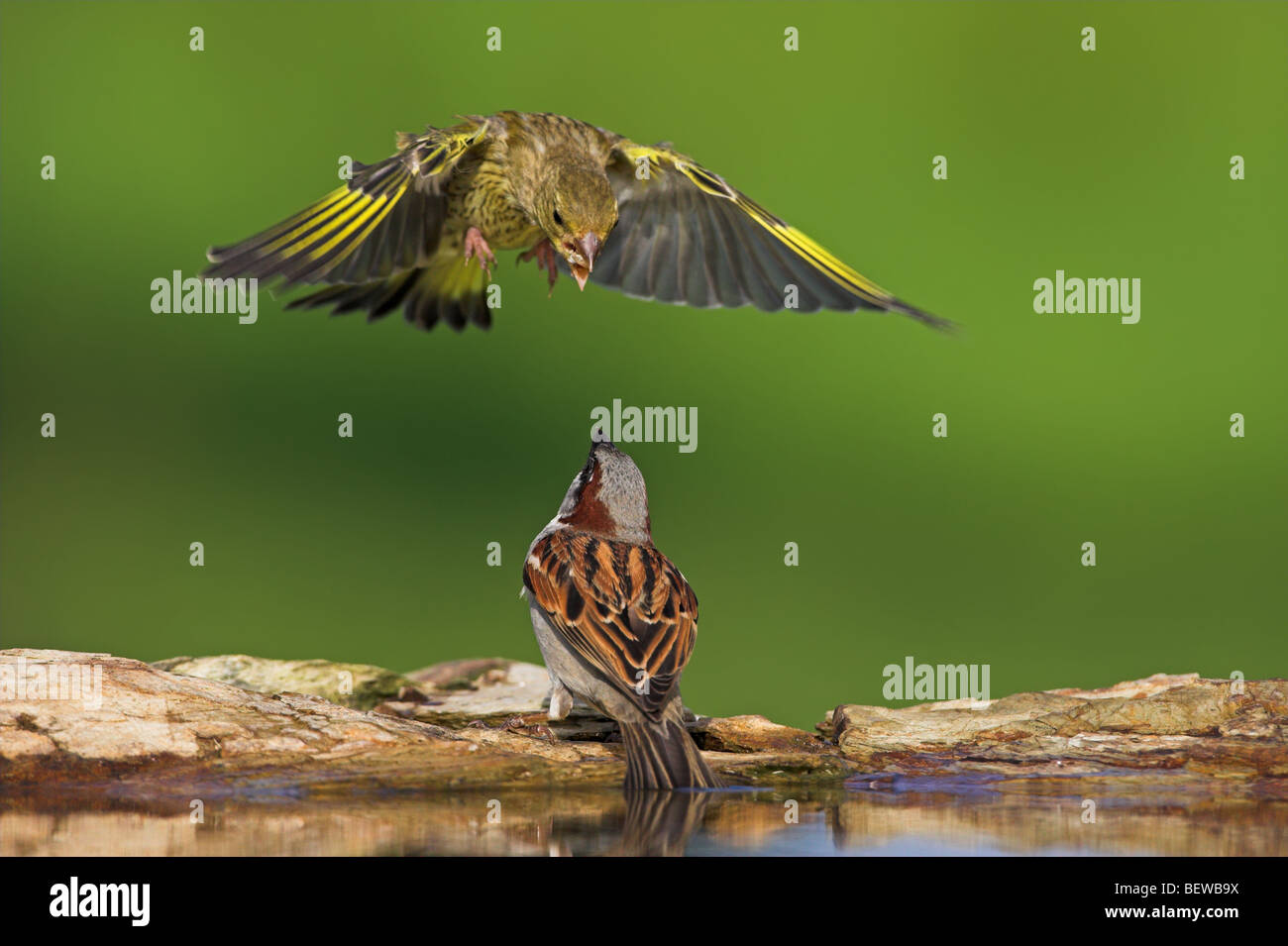 Verderón europeo (Carduelis chloris) atacando gorriones (Passer) desde el aire, close-up Foto de stock