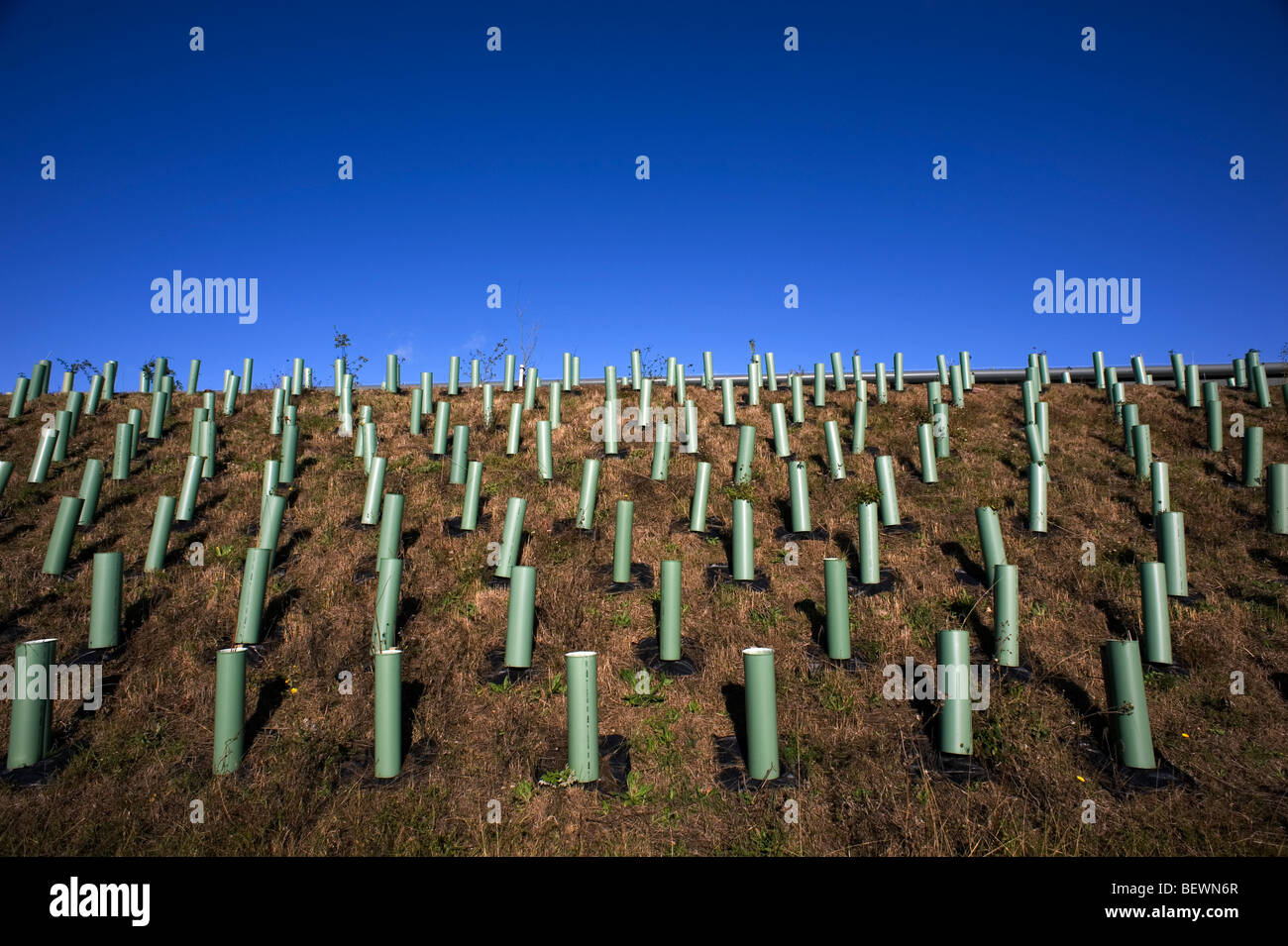 Plantación de plantones de árboles jóvenes. La siembra en el By Pass en Haverhill, Suffolk, Gran Bretaña. Foto de stock