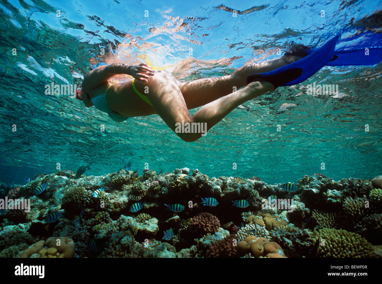 Libre buceador explora los arrecifes de coral. Sinai, Egipto - El Mar Rojo. Foto de stock