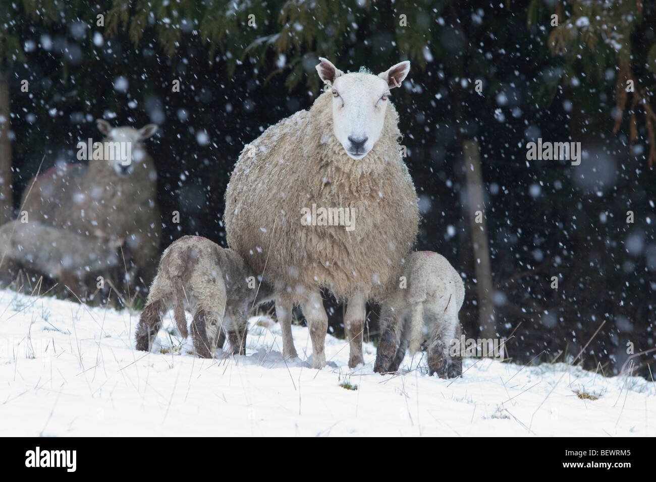 El galés oveja y corderos en la nieve. Foto de stock