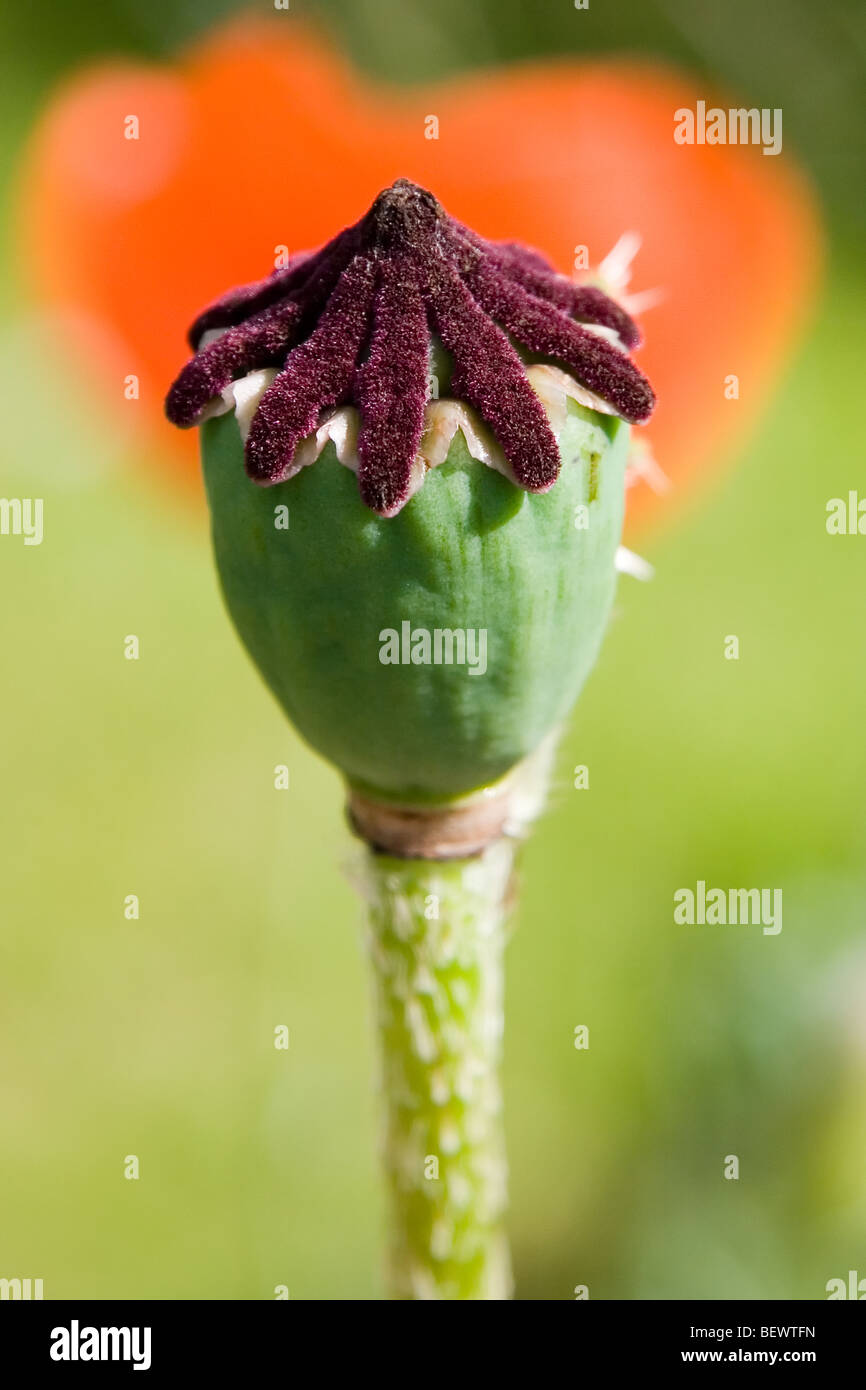 Cabeza de semilla de amapola Foto de stock