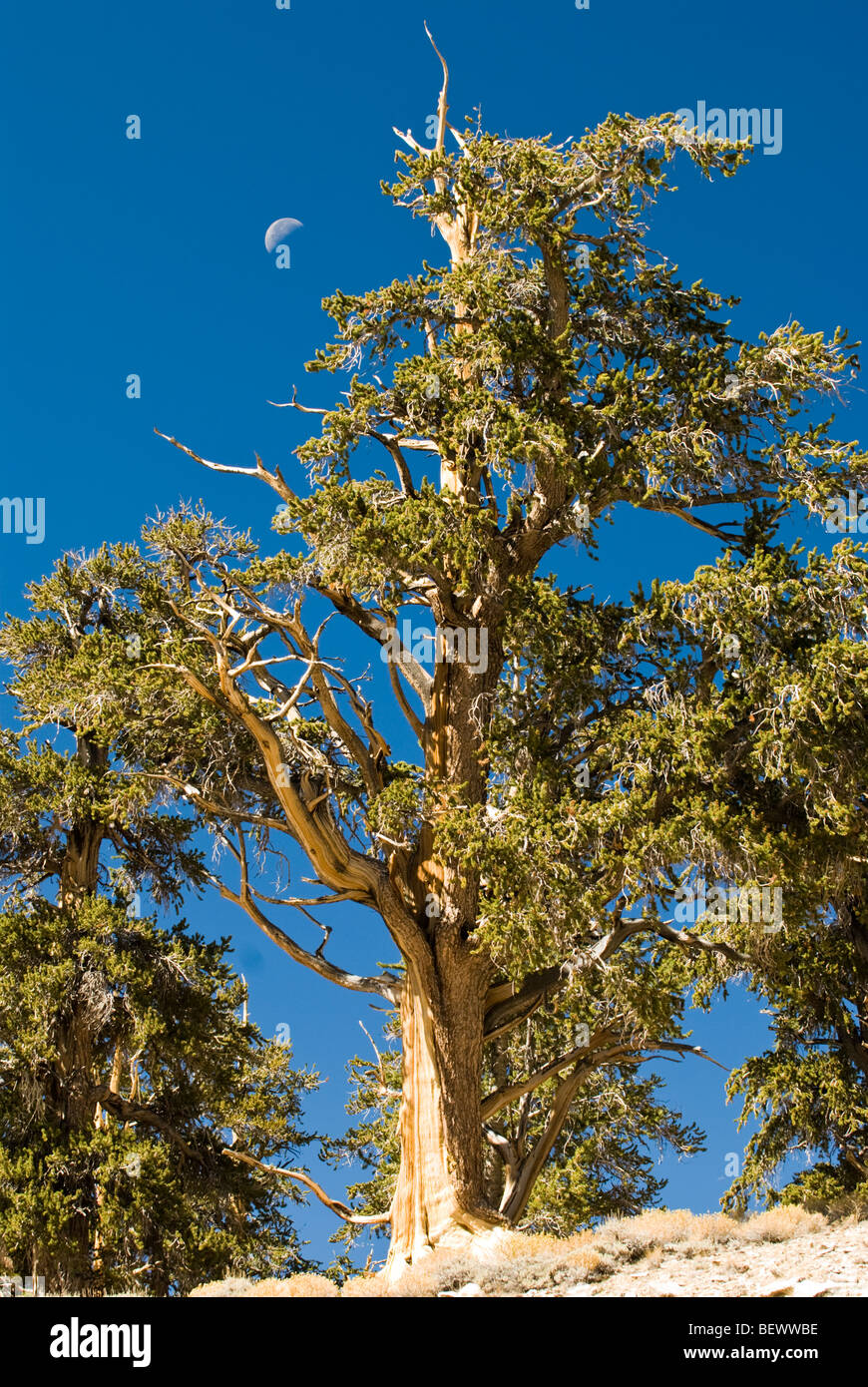 Los Schulman Grove en el antiguo bosque de pinos bristlecone en el Bosque Nacional Inyo, California. Foto de stock