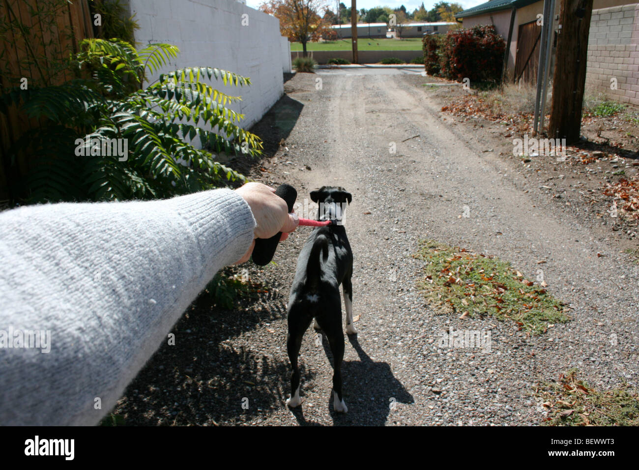Perro tirando de la correa fotografías e imágenes de alta resolución