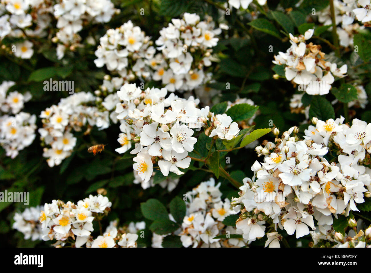 Rosa Rosa longicuspis mulliganii syn Rambler Rose Foto de stock