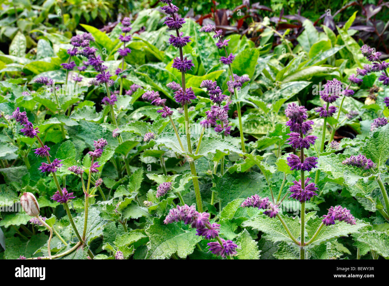 La Salvia verticillata 'Purple Rain' Foto de stock