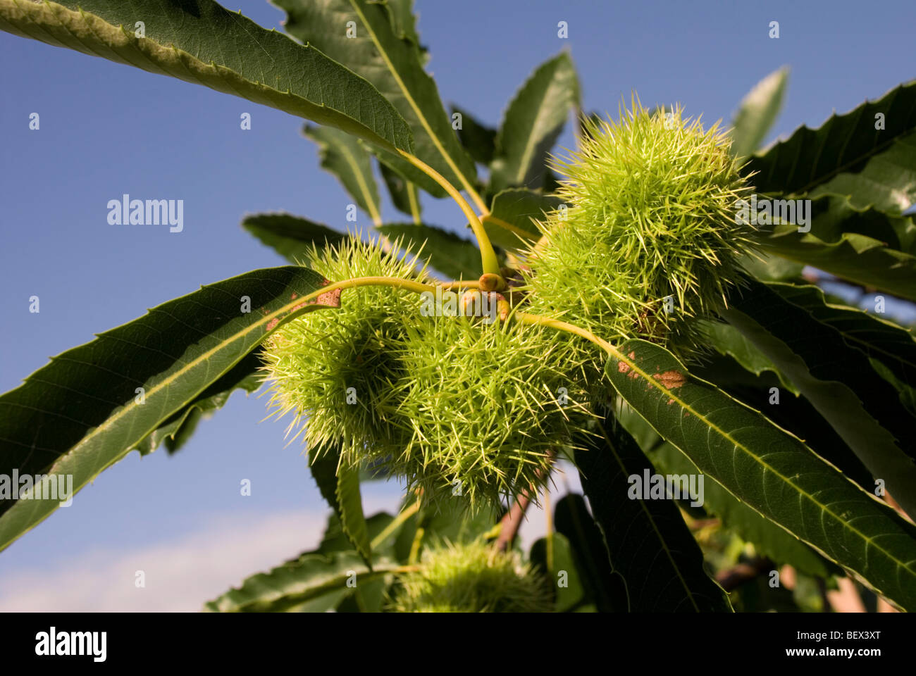 Castaña, Castanea sativa Foto de stock