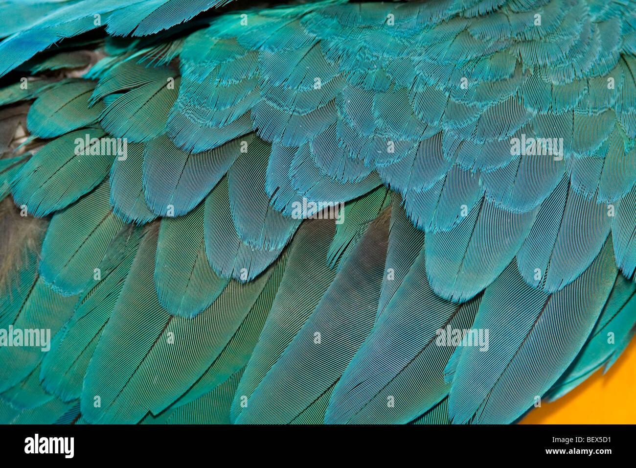 Guacamayo azul plumas macro Foto de stock