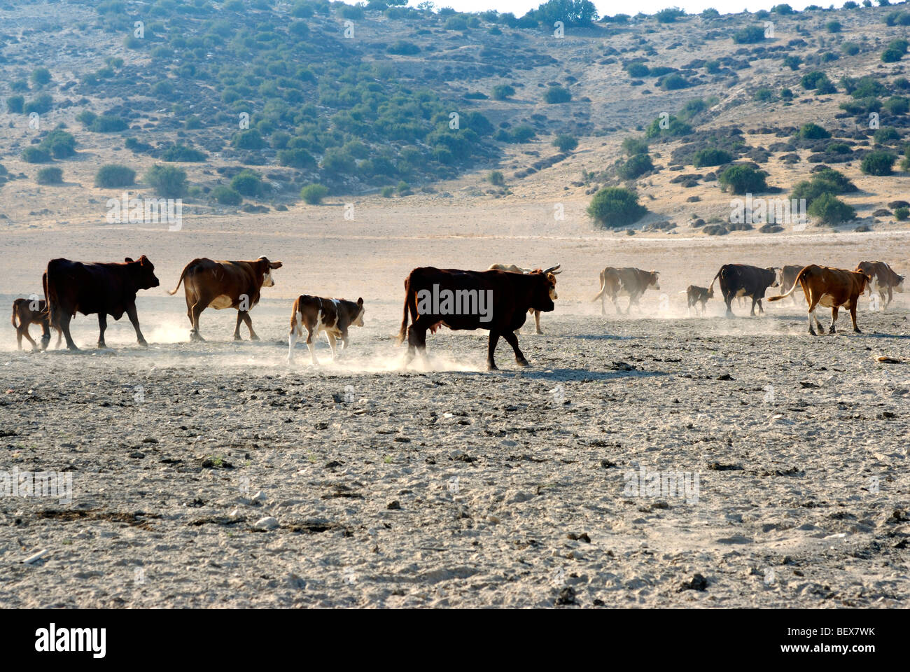 Israel, Negev, región de Lachîs, roaming gratuito el pastoreo del ganado en los campos Foto de stock