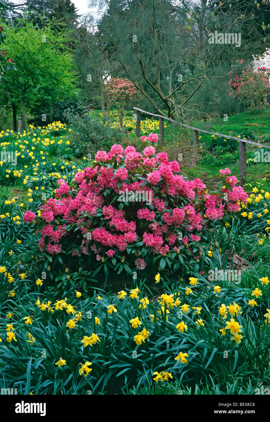 El 'Spring' Gardens en primavera en el Castillo de Belvoir con flores de colores Foto de stock