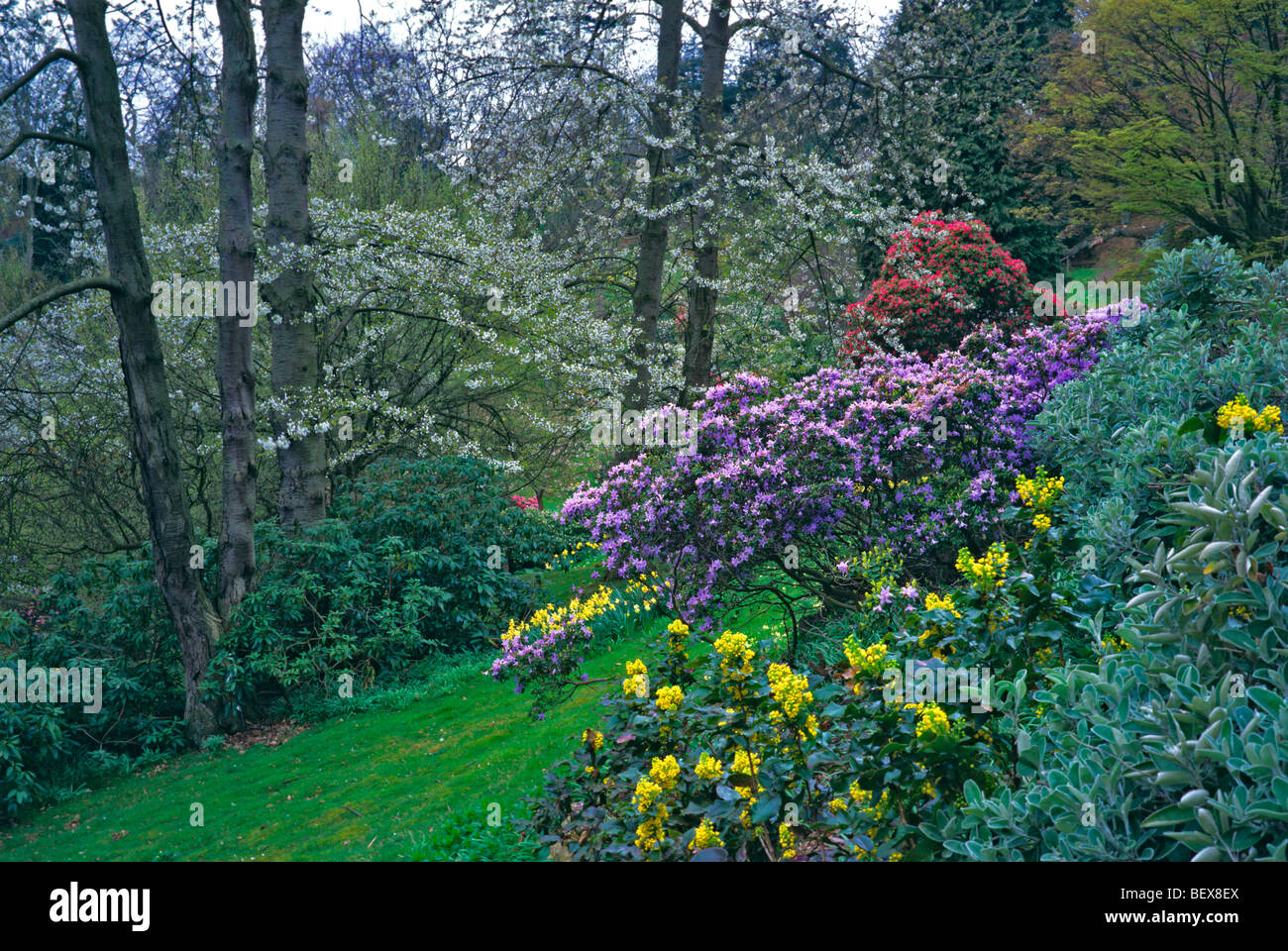 El 'Spring' Gardens en primavera en el Castillo de Belvoir con flores de colores Foto de stock