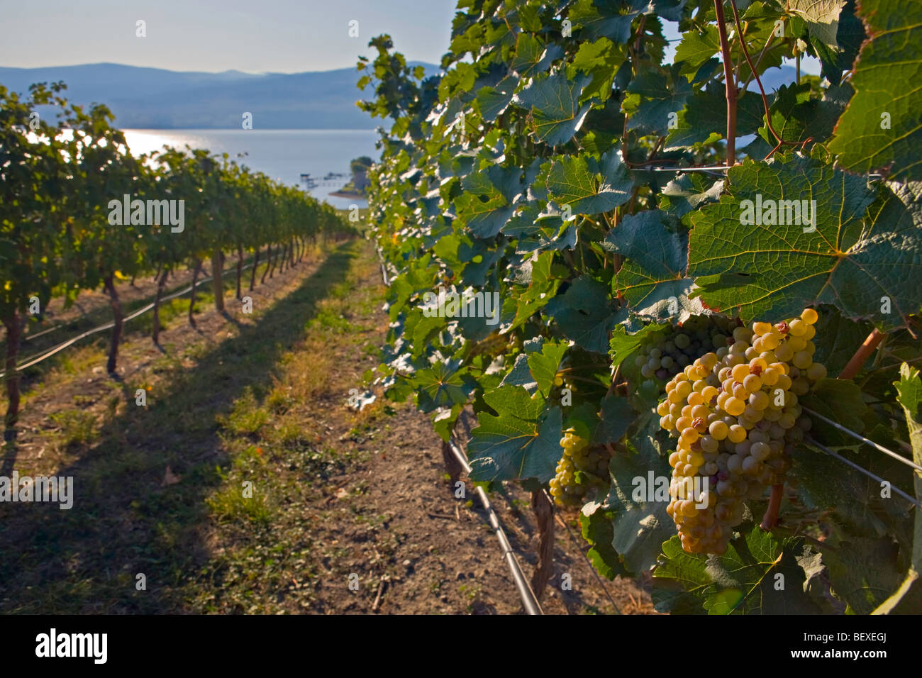 Los racimos de uva en los viñedos en un viñedo en las orillas del Lago Okanagan en Westbank, West Kelowna, Kelowna, Okanagan, Brit Foto de stock
