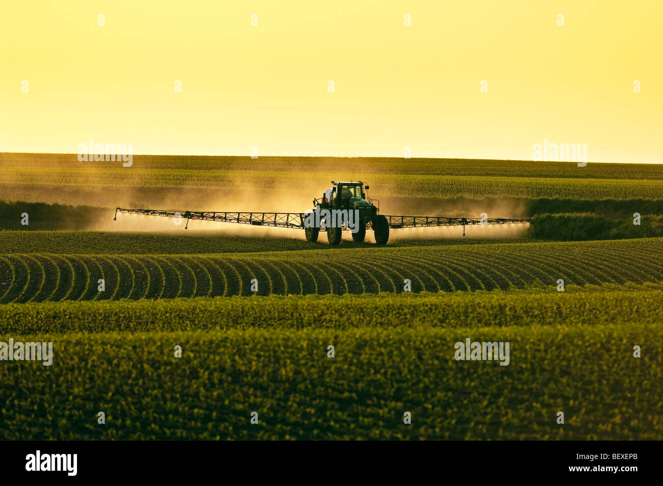 Herbicida post-emergente que se aplica a un campo de maiz grano el crecimiento temprano por una pulverizadora John Deere en la tarde de luz / Iowa Foto de stock