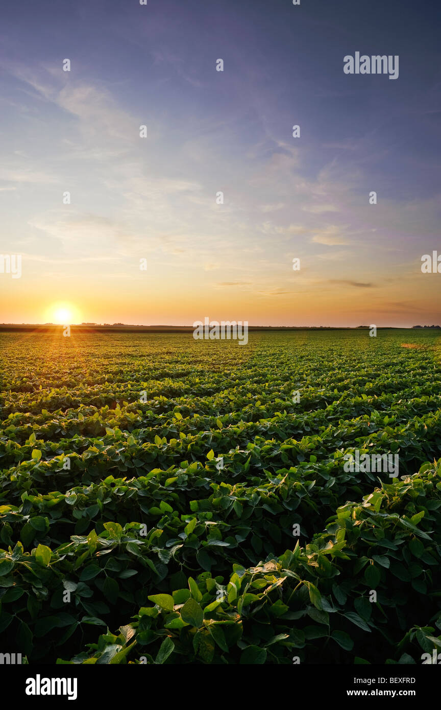 Agricultura - mediados saludable crecimiento en cultivo de soja a mediados de verano al atardecer / Iowa, EE.UU. Foto de stock