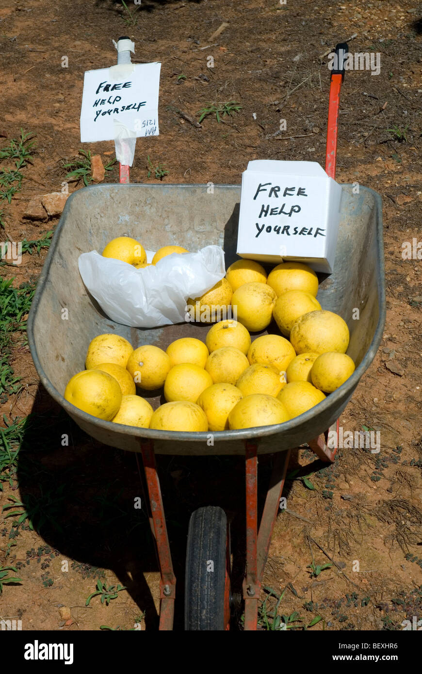 Libre limones, Hornos Valle, Victoria, Australia Foto de stock