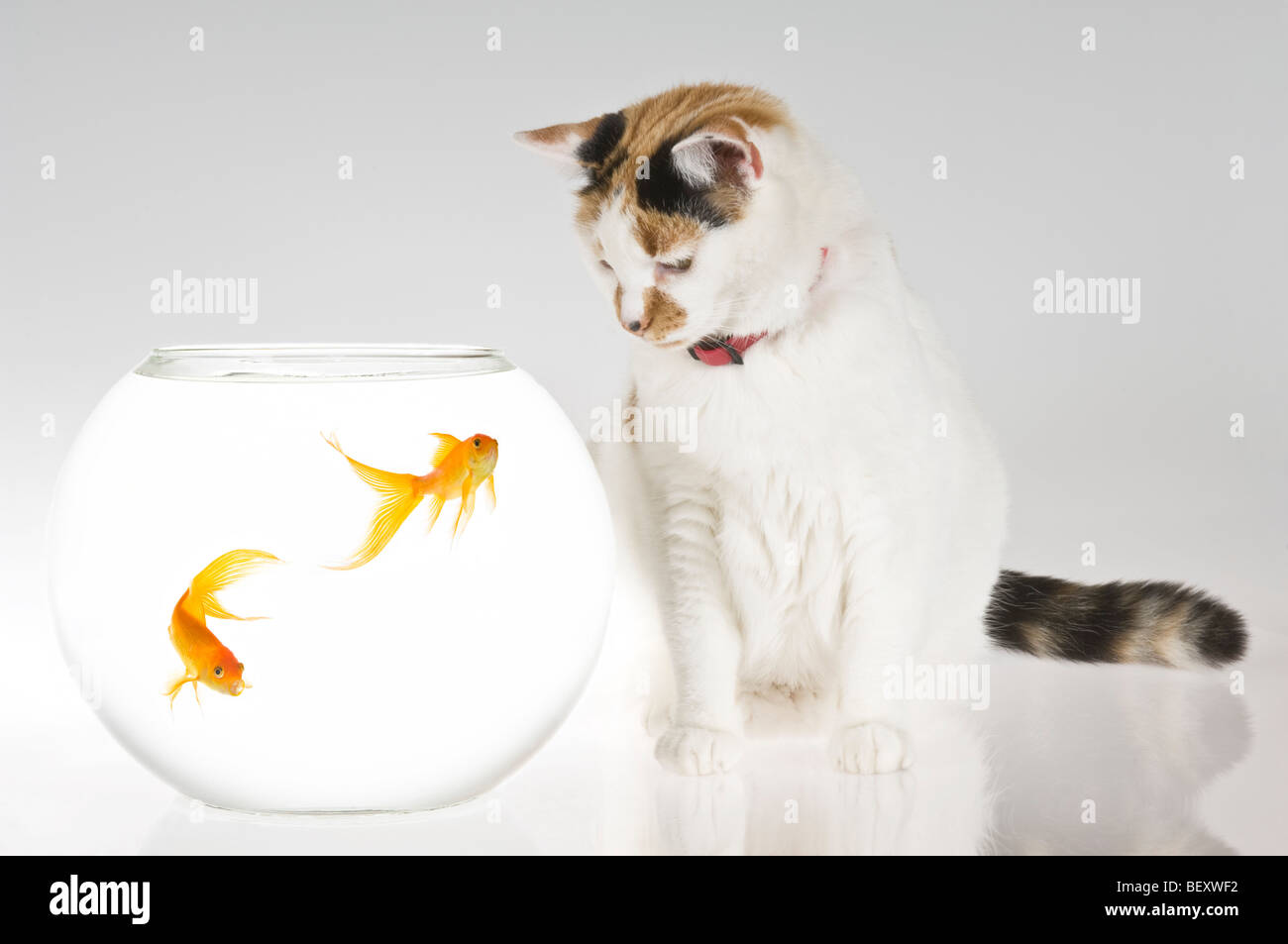 Un curioso gato doméstico (Felis catus) mirando relajada junto a un par de castillo de popa goldfish (Carassius auratus) en un recipiente. Foto de stock