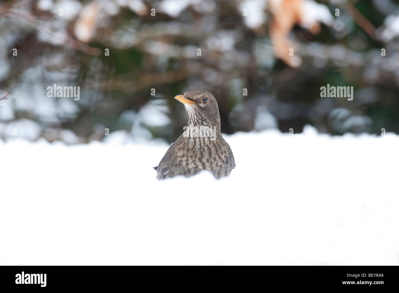 Mirlo Turdus merula en nieve profunda Foto de stock