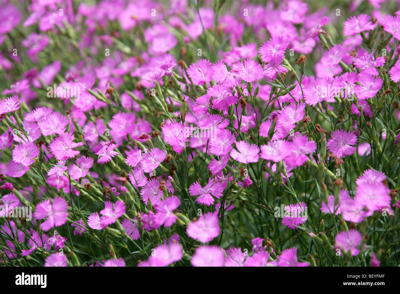 Rosa o Sequier irregulares de color rosa, Dianthus seguieri, Caryophyllaceae, al suroeste de Europa, Asia templada Foto de stock