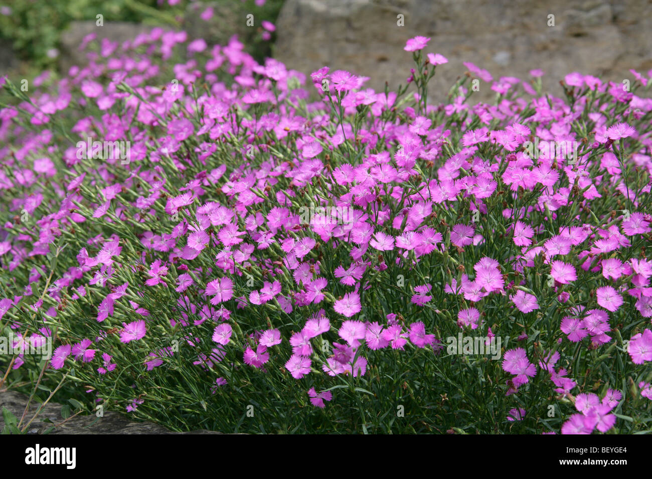 Rosa o Sequier irregulares de color rosa, Dianthus seguieri, Caryophyllaceae, al suroeste de Europa, Asia templada Foto de stock