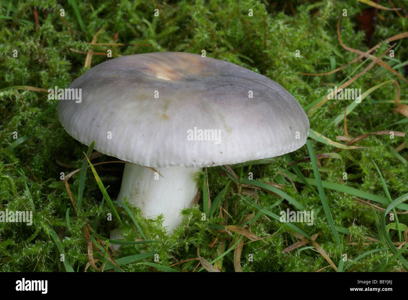 Fungi the charcoal burner fungus fotografías e imágenes de alta