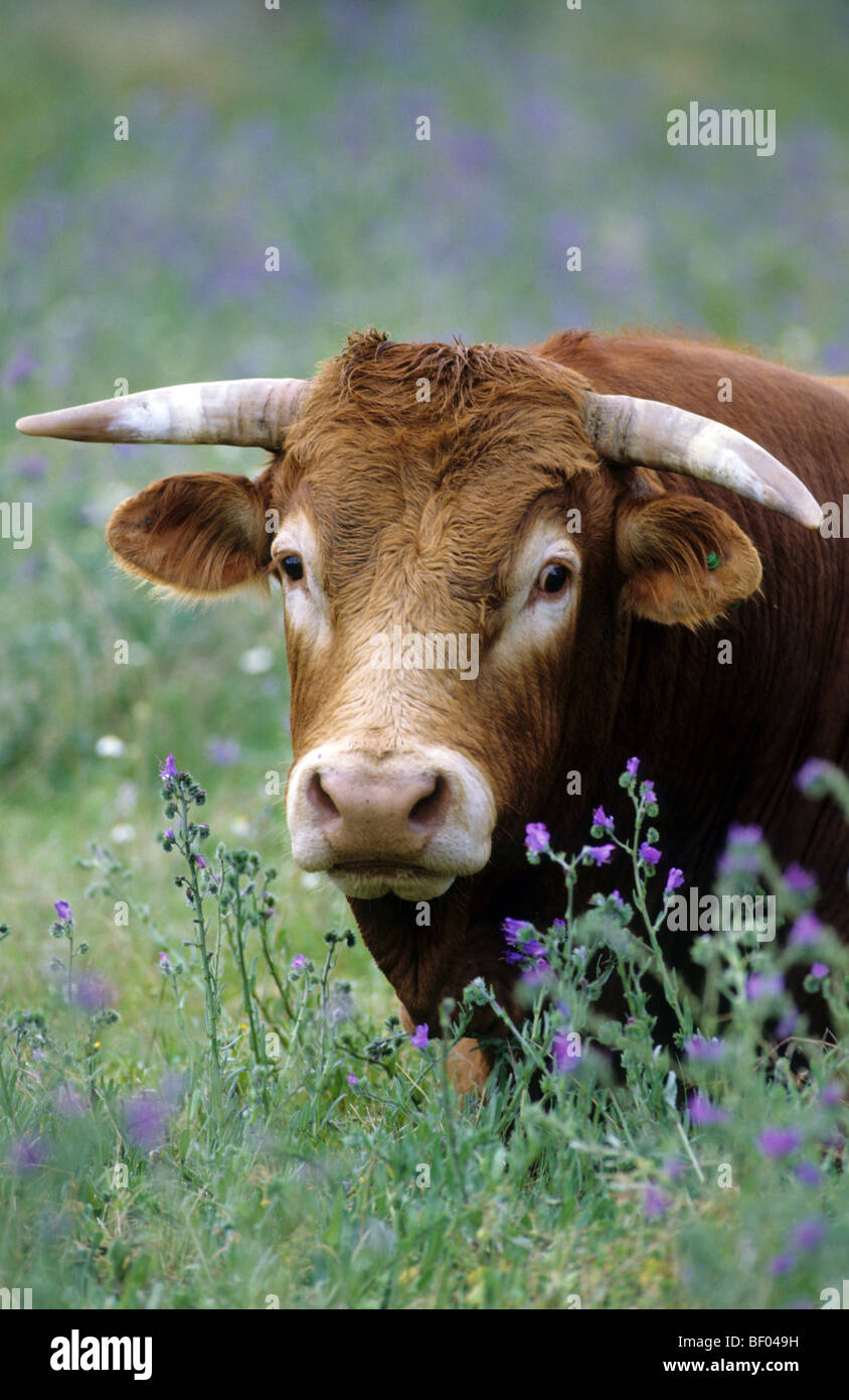 El ganado doméstico (Bos primigenius, Bos taurus). Toro en una pastura. Foto de stock
