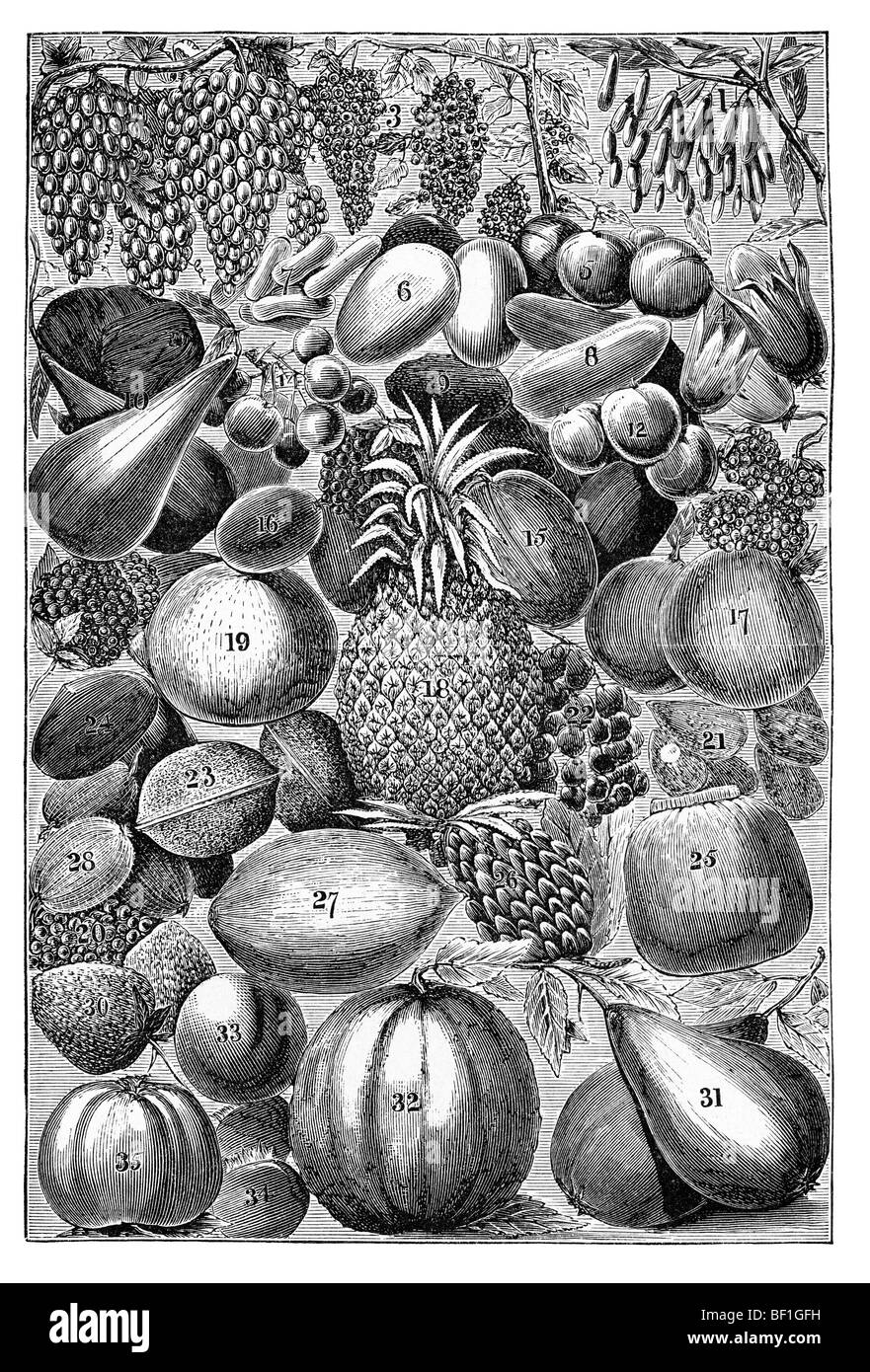 Fruta, ilustración histórica de: Marie Adenfeller, Friedrich Werner: Libro Ilustrado de cocina y limpieza, Friedrichsh Foto de stock