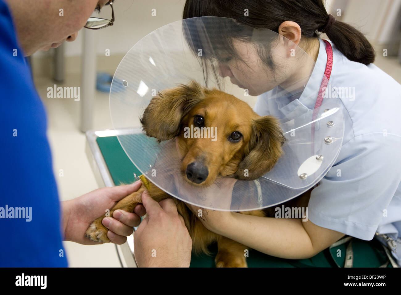 Un perro dachshound sufre una tomografía computarizada, en una clínica veterinaria en japonés. Foto de stock